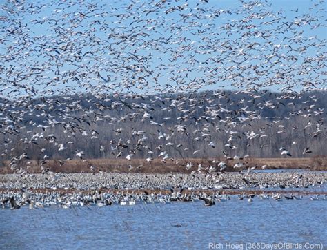 Dike Failure North American Snow Goose Migration - 365 Days of Birds