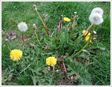 Lawn Weeds - Dandelion - Cheshire Lawn Doctor