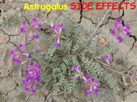 Astragalus Benefits and Side Effects You Must Know - Stylish Walks