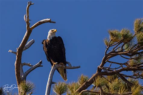 Big bear bald eagles Photography Art | David James Galleries