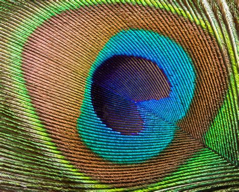 Peacock feather close up, Stock Photo | Crushpixel