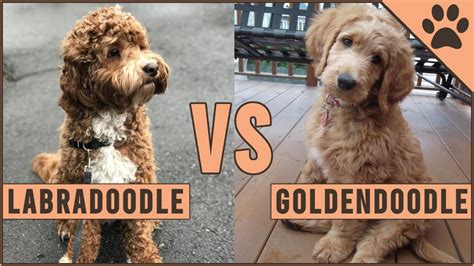 Labradoodle vs Goldendoodle - ¿Qué raza de perro es mejor? | Perros Mundo - YouTube