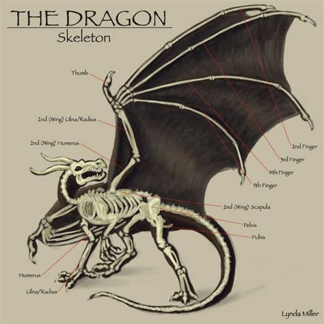 Image and video hosting by TinyPic | Dragon anatomy, Dragon skeleton, Skeleton anatomy