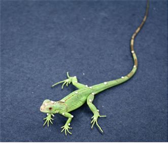 The iguana for our motion capture data is only a few months old, and... | Download Scientific ...