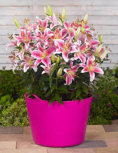 How to Grow & Care for 'Stargazer' Oriental Lily - The Spruce