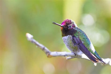 Hummingbird Sounds: Do Hummingbirds Sing? - Birds and Blooms