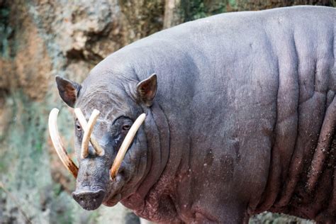 This Wild Pig Is Very Long, Curved and Has The Craziest-Looking Teeth Ever – Daily Animal news