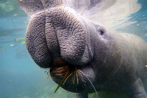 What Do Manatees Eat In The Ocean - cloudshareinfo