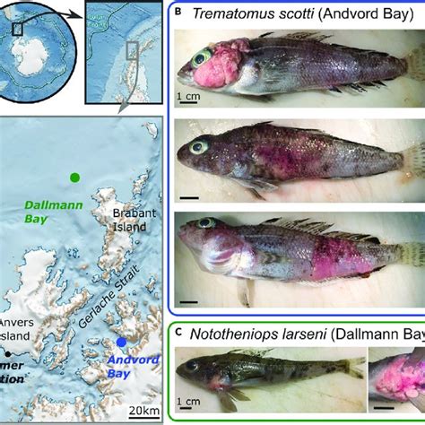 Capture locations and affected Antarctic notothenioid specimens (A)... | Download Scientific Diagram