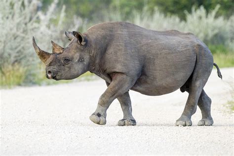 Black Rhinoceros | The New Encyclopedia Wiki | Fandom