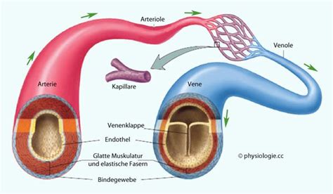 Physiologie: Hämodynamik | Blutgefäße, Anatomie und physiologie ...