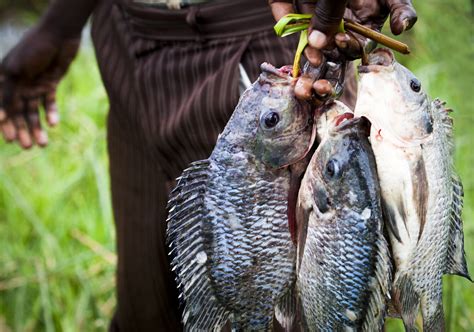 Invasive to innovative: coping with water hyacinth and Nile perch in Lake Victoria | The Fish Site