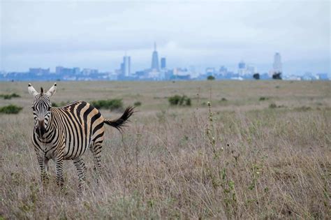 Nairobi National Park Safari Guide • Inside Kenya's Park