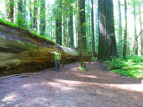 Walking Among Giants: Giant Redwoods - PILOT GUIDES