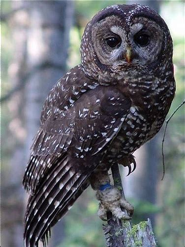 Northern Spotted Owl Facts, Habitat, Diet, Pictures