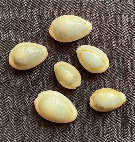 Cowry Shells - 25 Shells