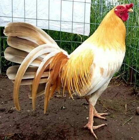 Ayam Hias | Indonesia | Chickens backyard, Beautiful chickens, Chicken ...