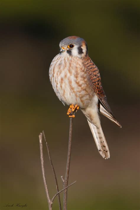 American Kestrel - female Kestrel (With images) | American kestrel, Kestrel, Wood owls