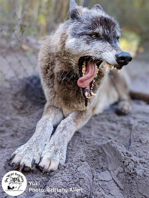 Enormous Wolfdog Rescued by Sanctuary After Being Dropped at Kill Shelter