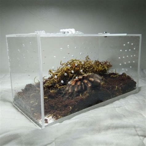 Acrylic enclosure for tarantula 5x5x10 inches/ exotic pets / tarantula ...