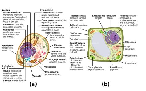 Organelles | Biology for Majors I