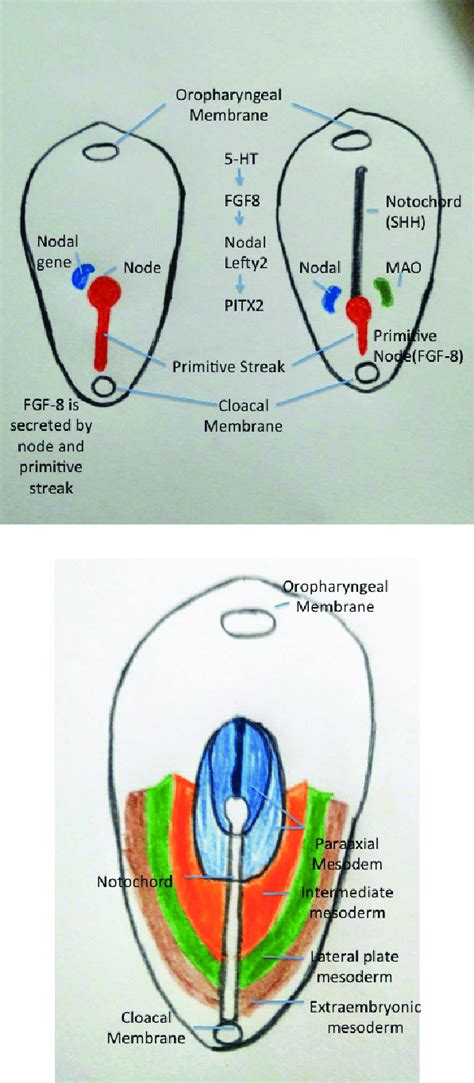 Dorsal view of the embryonic disc showing gene expression patterns ...