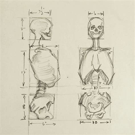 Anatomy Skeleton Study Drawing – Artifax antiques & design