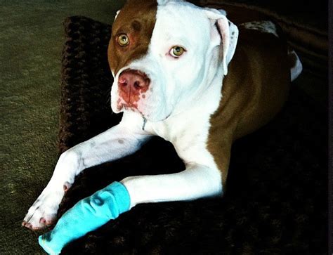 Cracked Paw Pads: What To Do When Your Dog Has Them