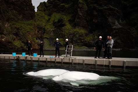 Iceland's Rescued Whales to Be Released Into World's First Open-water ...