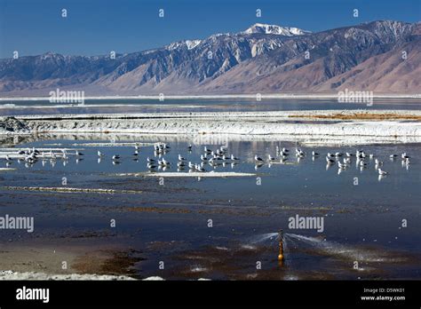 Los Angeles Returns Water to Owens Lake 100 Years After Building Los Angeles Aqueduct Stock ...