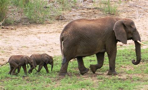 Elephant TWINS born for first time in a decade at Pongola Game Reserve | Daily Mail Online