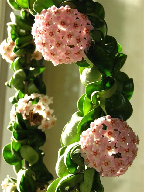 Hoya compacta - rooted cutting - Tropics @Home