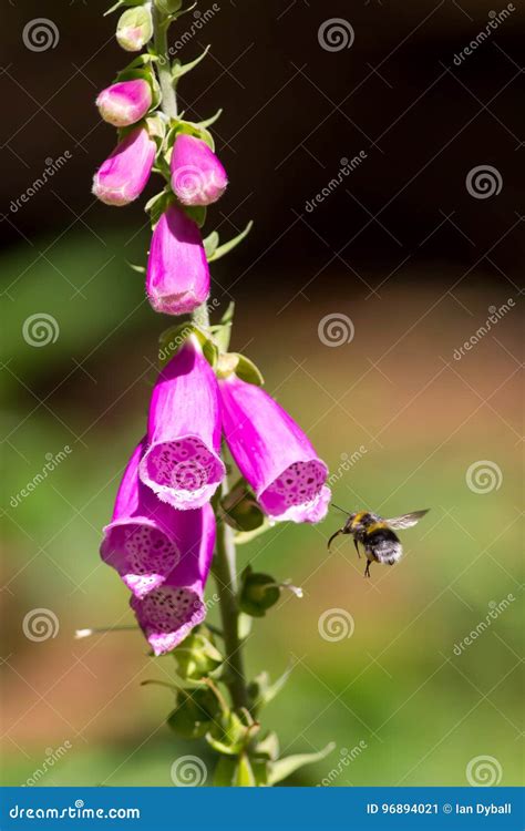 Bee Pollination. Bumblebee Flying Towards Garden Foxglove Digit Stock ...