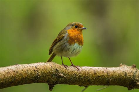 Without birds, tropical forests won’t bounce back from deforestation – Greener Ideal