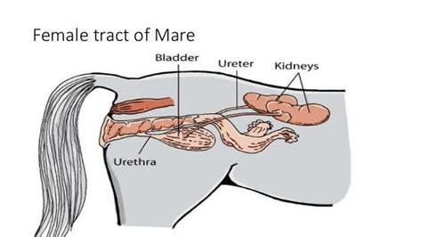 Pictures Of The Female Horse Reproductive System - PictureMeta