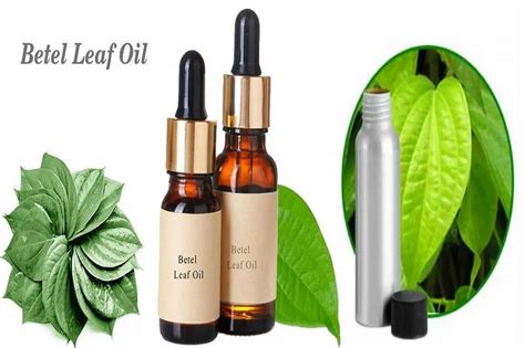 Betel Leaf Oil at Best Price in India