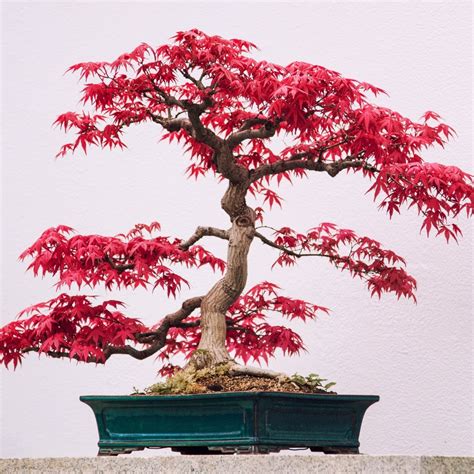 Japanese Maple Bonsai | Care Guide | Bonsai-En