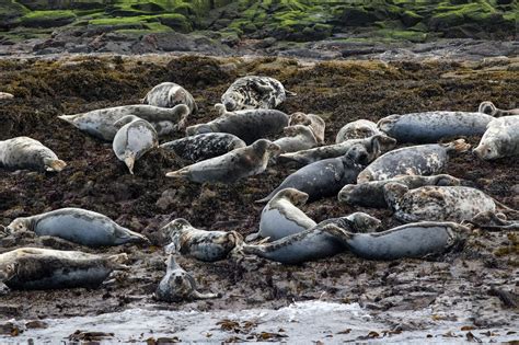 TrogTrogBlog: Grey seals on the Farne Islands