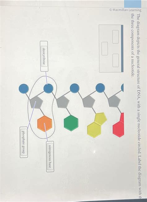 Solved The diagram depicts the general structure of DNA, | Chegg.com