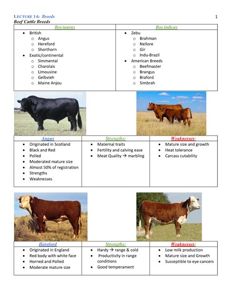 Lecture 14- Breeds - Samuel Garcia - Beef Cattle Breeds Bos taurus Bos ...