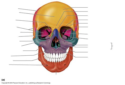 Skull: Anterior View Diagram | Quizlet