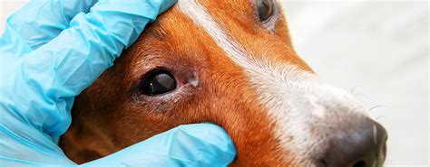 Vet inspecting conjunctivitis in dog