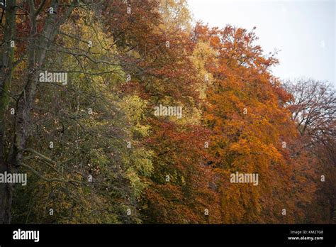 A row of trees in Autumn colour Stock Photo - Alamy