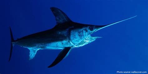 Interesting facts about swordfish | Just Fun Facts