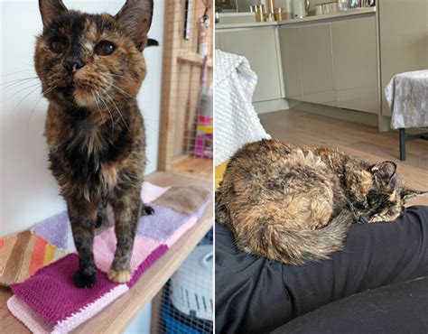 Meet Flossie: At almost 27, this is the world’s oldest living cat ...