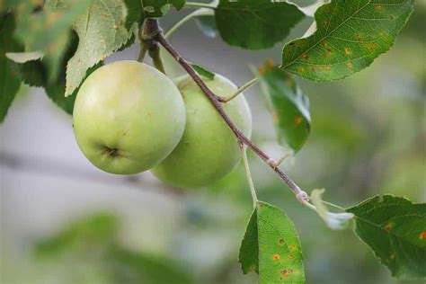 Cedar Apple Rust Treatment in Westchester NY - Arborscape