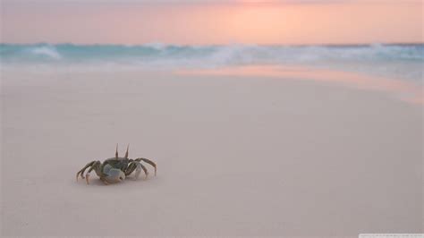 Crab Wallpapers - Wallpaper Cave