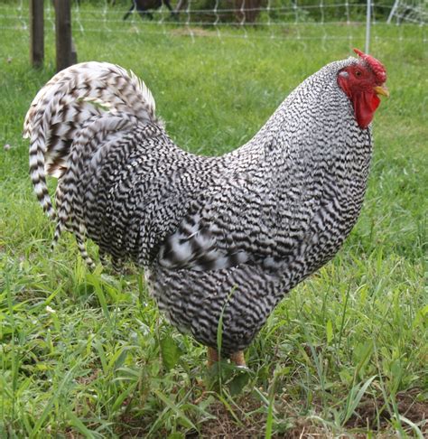 Dominique | Page 4 | BackYard Chickens - Learn How to Raise Chickens