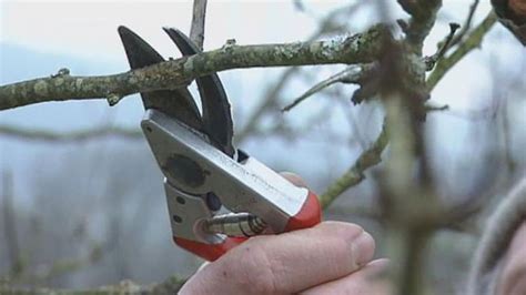 Pruning | Tree Care, Plant Health & Shaping | Britannica