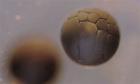 Stunning time lapse of shows cell division in a frog egg | Daily Mail ...